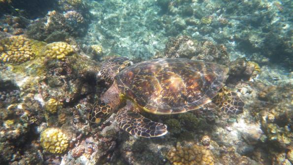 Tortue de mer - Excursion en bateau Îles Grande-Soeur, Cocos et Felicite 