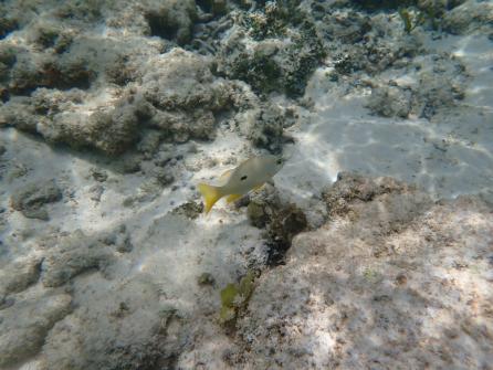 Anse Source d'Argent - Journée à La Digue 