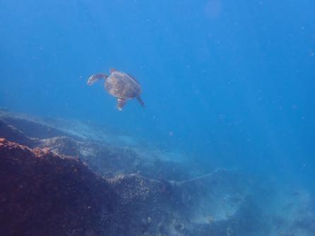 Snorkeling autour de l'île St. Pierre 