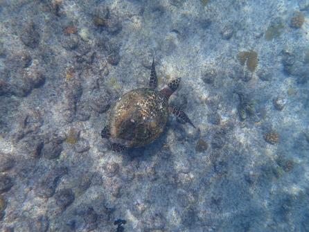 Snorkeling autour de l'île St. Pierre 