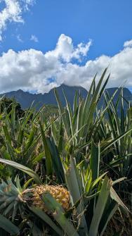 Circuit des Ananas 