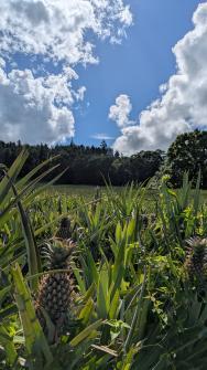 Circuit des Ananas 