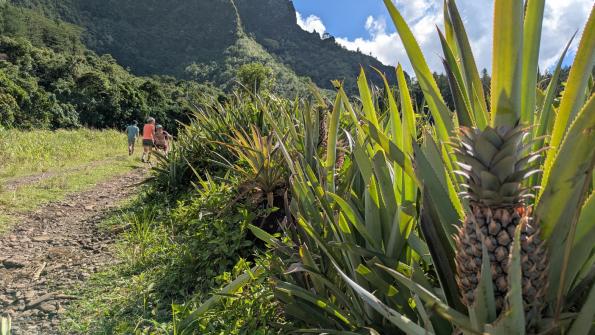 Circuit des Ananas 