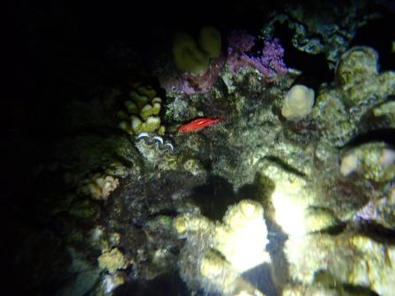 Excursion snorkeling de nuit Plage de Temae