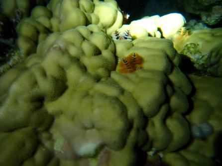 Excursion snorkeling de nuit Plage de Temae