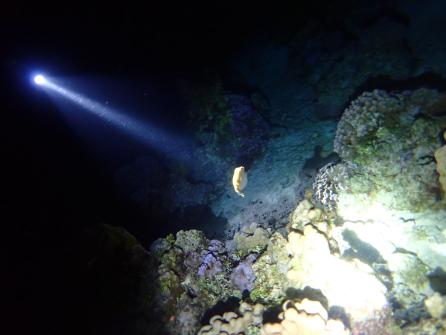 Excursion snorkeling de nuit Plage de Temae