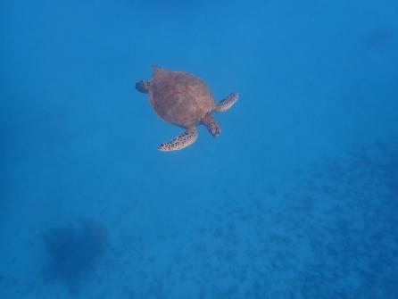 Excursion snorkeling 