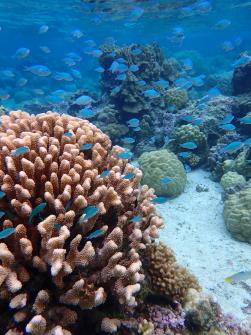 Excursion snorkeling 