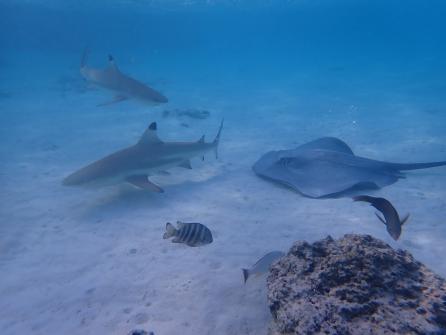 Excursion snorkeling 