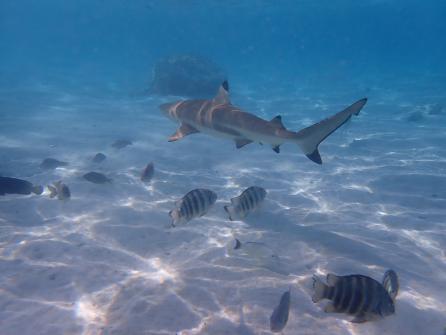 Excursion snorkeling 