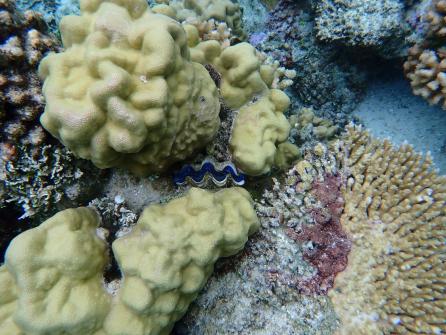 Excursion snorkeling 